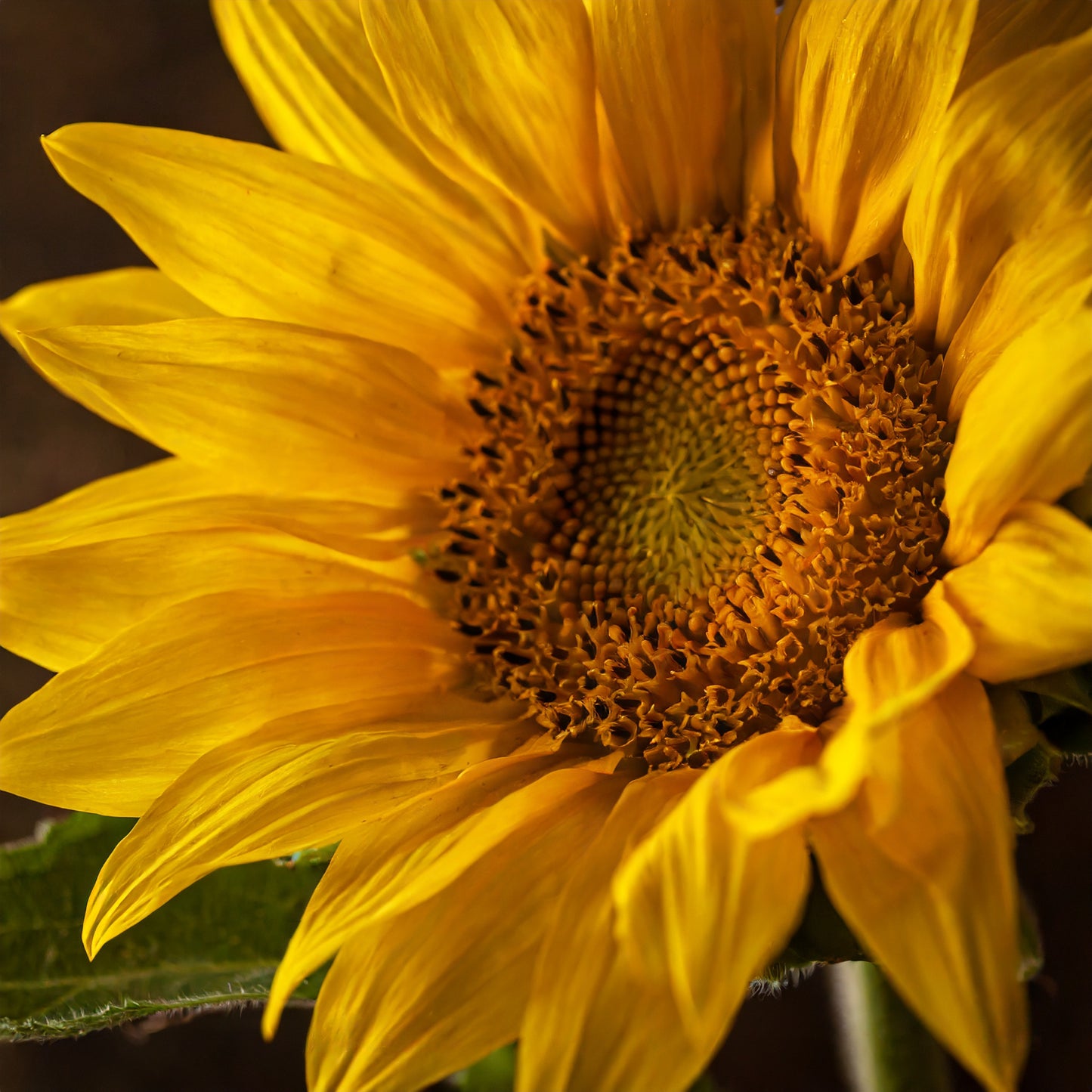 Organic Raw Sunflower Seeds 1kg