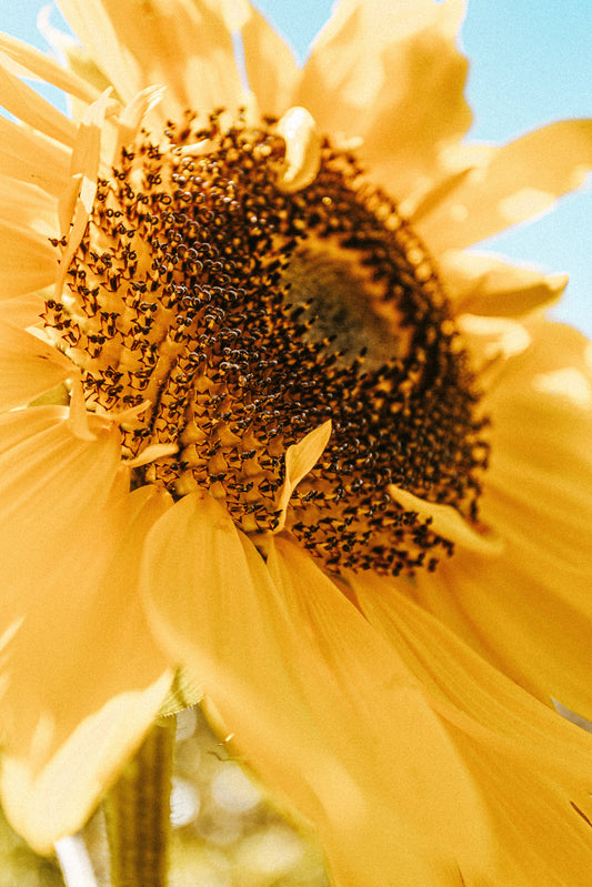 Meet the Ingredient: Sunflower Seeds, From Native American Fields to Your Kitchen